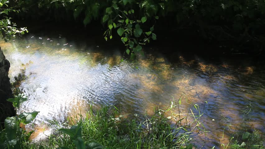 Idyllic nature scene showcasing a crystal-clear creek gently winding through a sun-drenched forest, with tiny wild insects dancing above the shimmering water currents.