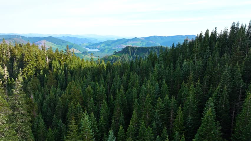 Aerial View Of Mount St Helens Above Evergreen Forest 29