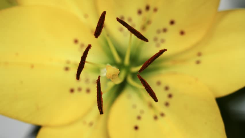  Closeup of a big yellow lily flower
