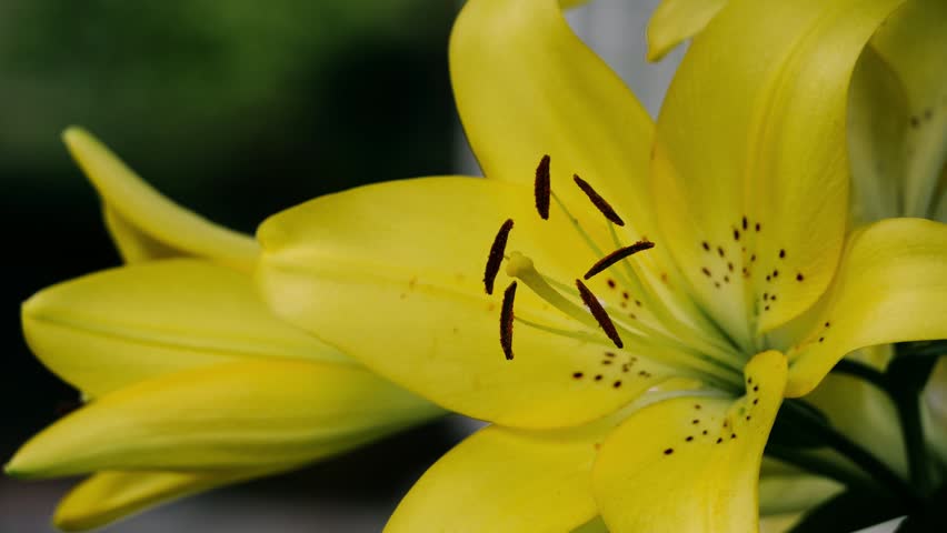  Closeup of a big yellow lily flower
