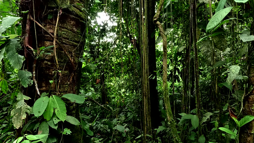Beautiful abstract view of a tropical forest - a large tree at one side and many small vines reaching the forest floor - nature tropical rainforest background