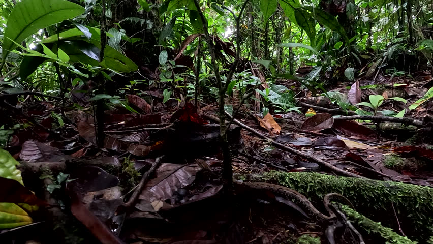 A small fer-de-lance (Bothrops asper) hidden between the dead leaves on the forest floor, snake is also called jumping pit viper or locally equis