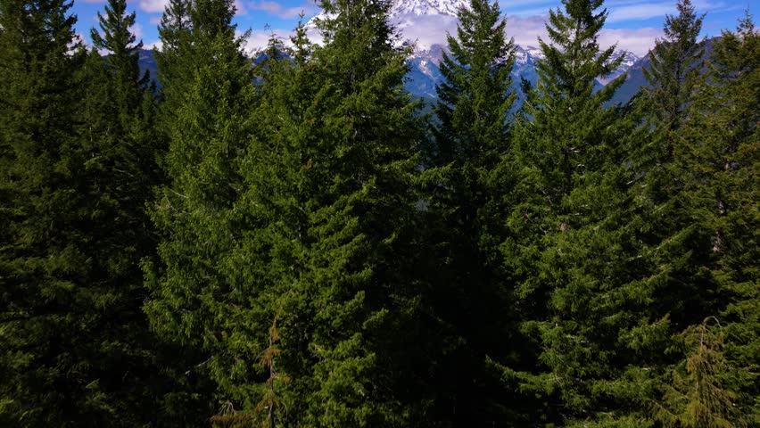 Mount Rainier Above Washington Wilderness Aerial Drone View