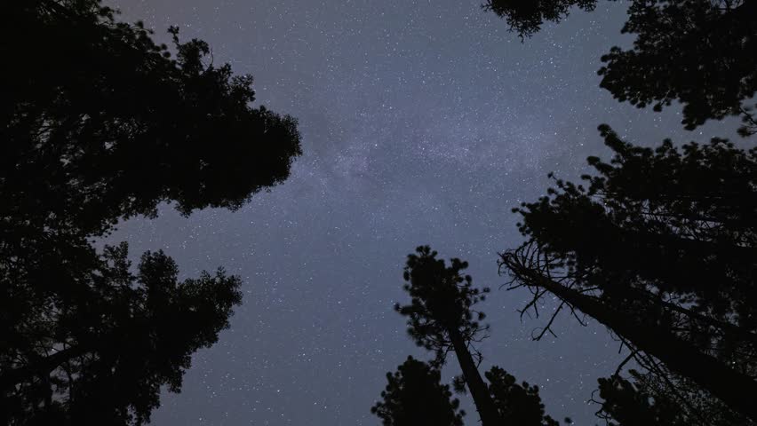 Time lapse looking up at the stars moving across the night sky between tall trees.