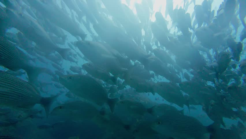 Marine Fish School In Pacific Waters Of Panama