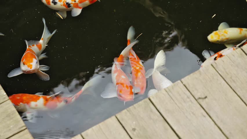 Colorful koi carp fish swimming in a decorative pond