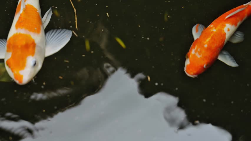 Colorful koi carp fish swimming in a decorative pond