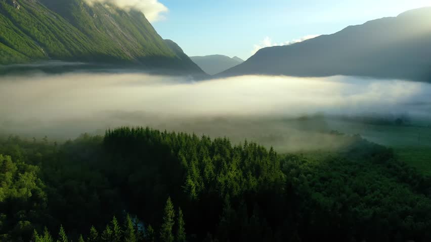 Aerial view of morning mist over lush pine forest in valley.