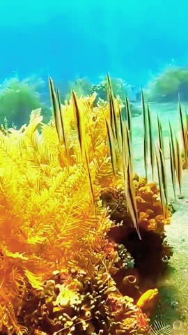 A school of needlefish swims gracefully above a brightly colored yellow coral reef in clear blue ocean water.