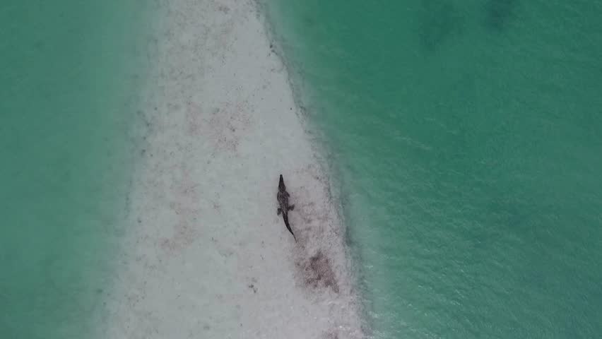 aerial shot of a long-snouted crocodile resting near calm water.