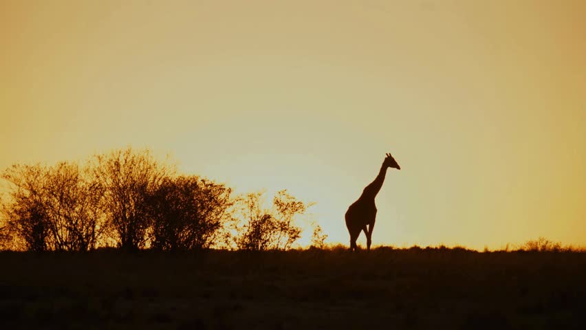 A lone giraffe silhouette walking gracefully across the African savanna against a vast golden sunrise horizon