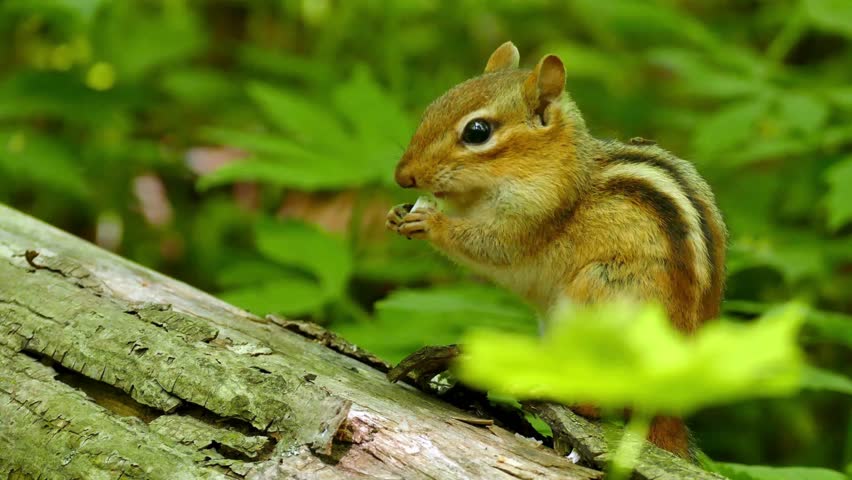 Closeup of a cute chipmunk perched on a fallen log in a lush green forest