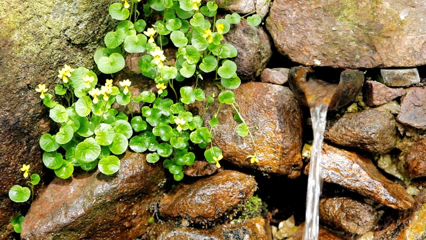 A natural spring flowing from a rocky wall with small yellow flowers growing in the crevices