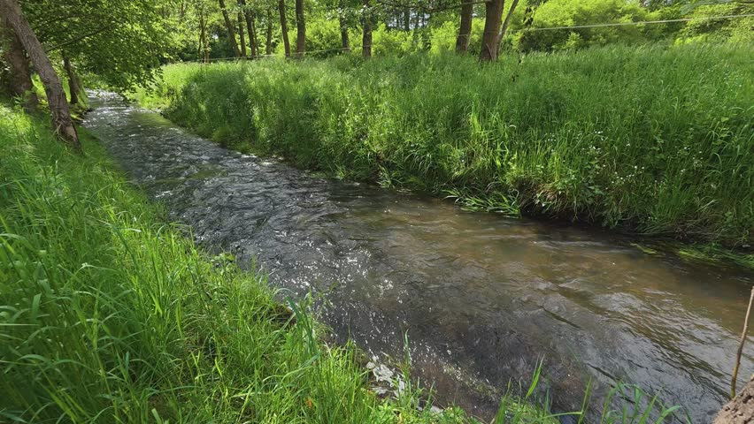 Small creek peacefully flowing through a sunlit green forest during a beautiful spring day