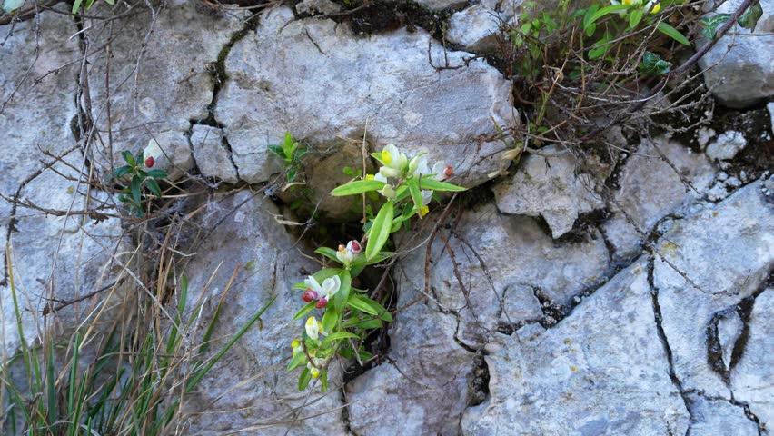 Plant Growing Through Rocks near the lake