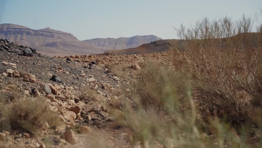 Arid desert vegetation in Makhtesh Ramon, Israel. Focus change from rocky hills to shrub dry plant stems with small buds. Rocky canyon landscape and mountains blur softly in background. Negev region