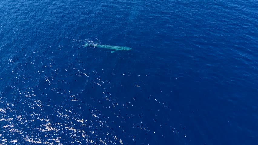 Breathtaking 4K drone footage of a giant pygmy blue whale resting at the surface. Rare logging and breathing behavior captured from above in the deep waters of Timor-Leste.