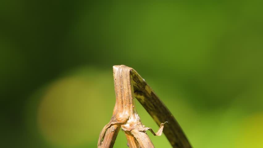 Red dragonfly landing on dried plant stem vibrant nature.