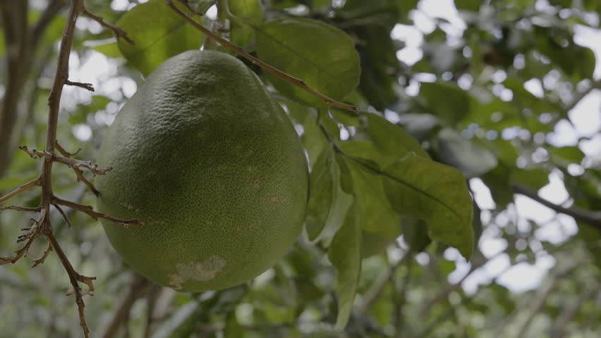 Pomelo Fruits Growing On A Tree In A Tropical Orchard, A video of pomelo fruits on a tree in a tropical, capturing fresh harvest beauty, perfect for food documentary and agricultural.