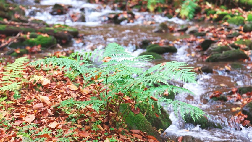 A green bush of grass against the background of an autumn mountain river