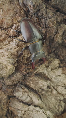 Close-up of Greater Stag Beetle (Lucanus cervus) on rough tree trunk. European Stag Beetle on textured old tree bark. Big black insect stag beetle with large mandible in nature