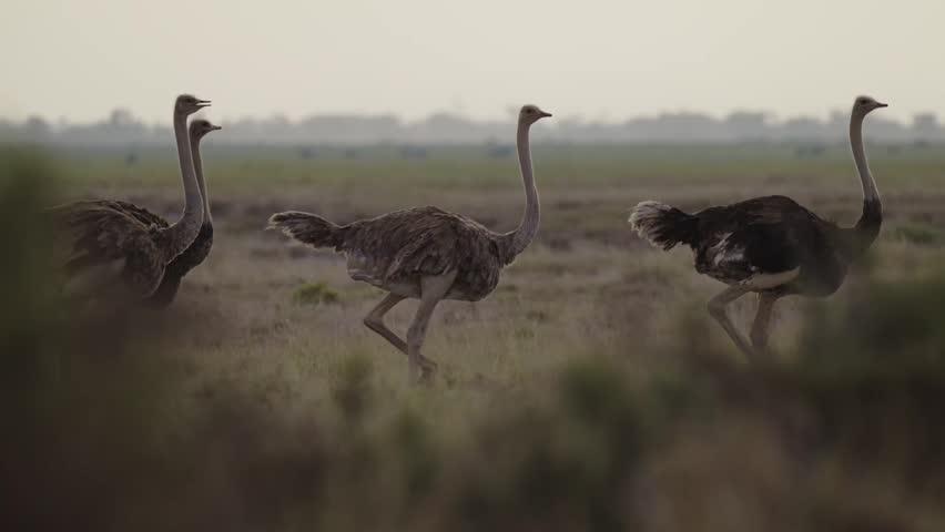 Cinematic Slow Motion Ostrich Walking in Amboseli in Kenya, Flock of Group of Ostrich, Wildlife Safari Animals in Amboseli National Park.