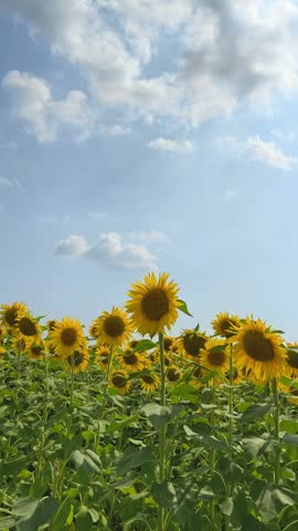 A video of a sunflower field filmed vertically, with a blue sky and clouds