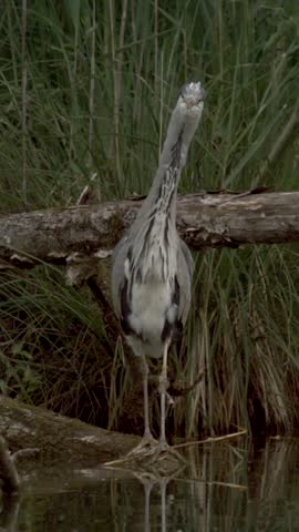 A grey heron is depicted standing elegantly by the water