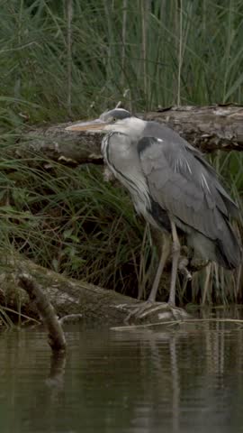 A graceful gray heron stands near calm waters, observing its surroundings in a lush, green environment. The tranquil scene captures nature