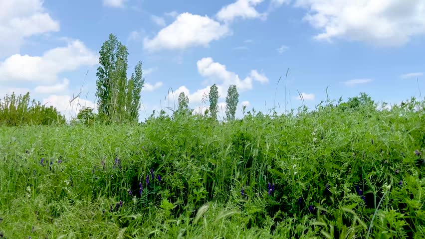 Vibrant green field with tall grass and wildflowers gently swaying in the wind under a beautiful blue sky with white clouds. Serene countryside landscape