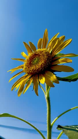 A beautiful view of the sunflower blown in the wind.