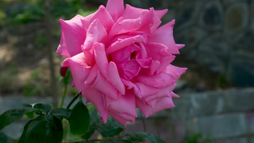 Pink Rose Flower in Bloom
