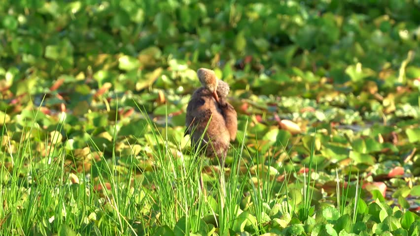 Close-up footage of a sandhill crane in its natural habitat, showcasing graceful movements, distinctive red crown, and detailed plumage in stunning 4K resolution.