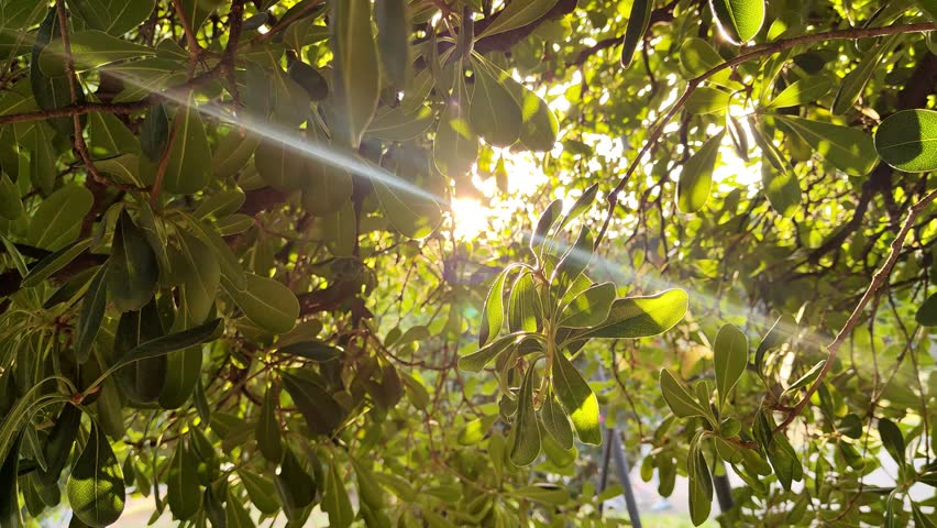 Sunlight bursting through lush green tree leaves in a Roman park.