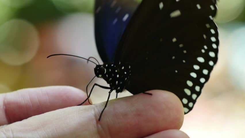 Close-up footage of a butterfly absorbing minerals from a human finger, showcasing delicate feeding behavior, colorful wing patterns, and a unique interaction between wildlife and humans in stunning 4K resolution.