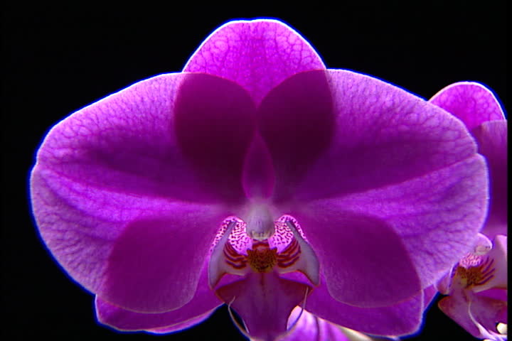 magenta orchids against black background Stock Footage Video (100%