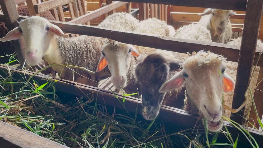 Woolly Sheep Eating Fresh Grass in Rustic Wooden Barn. Tropical Livestock Farm
