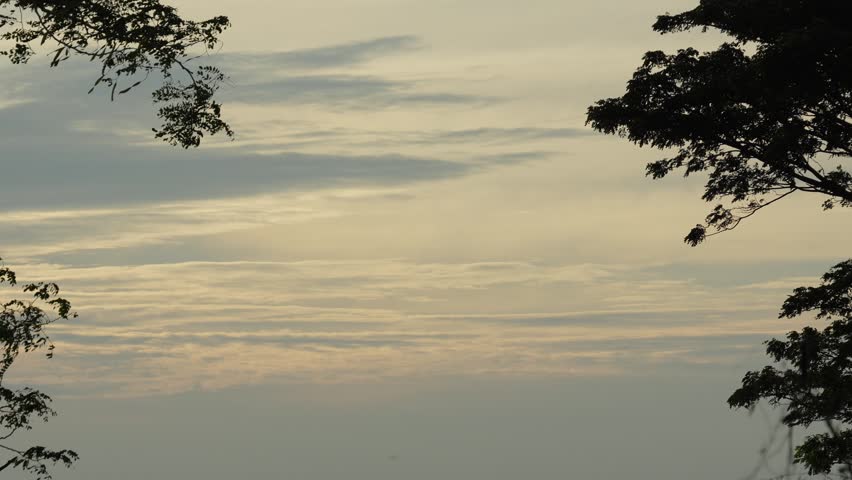 Breathtaking orange sunset sky with dramatic clouds framed by dark silhouettes of tropical tree branches moving in wind.