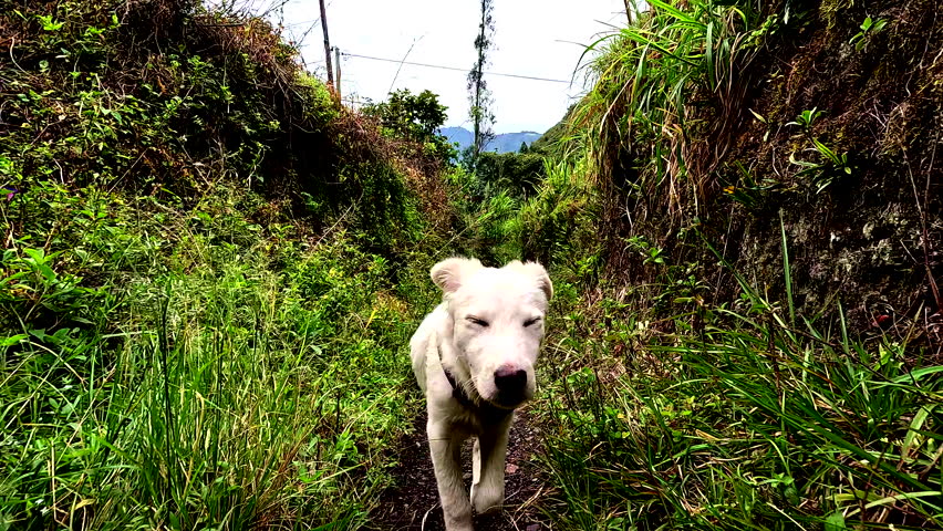 White dog portrait on narrow grassy trail in mountain landscape, standing between green slopes, forest vegetation and rural hiking path, suitable for stock footage about travel, nature, lifestyle
