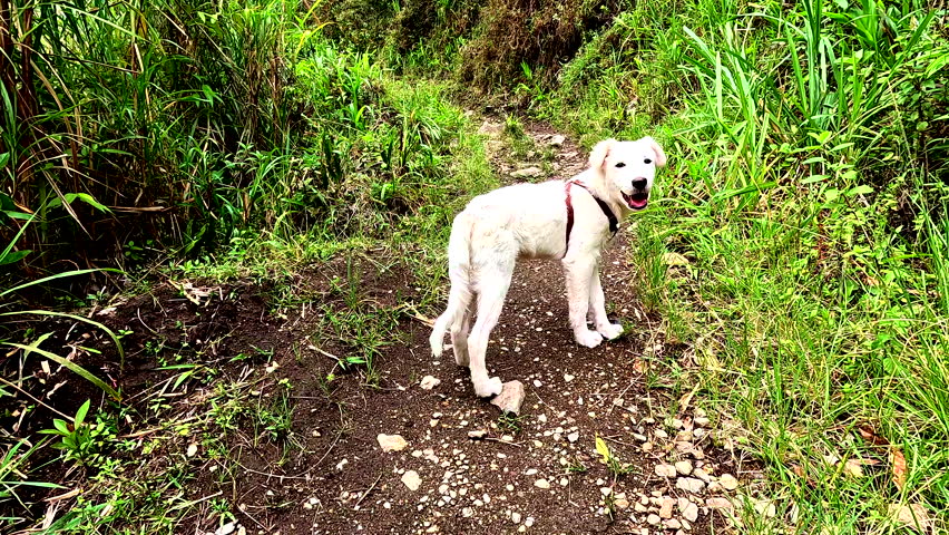 White dog standing on muddy hiking path surrounded by green grass, with tropical vegetation, trail, outdoor pet adventure and nature scenery, suitable for stock footage about travel, nature