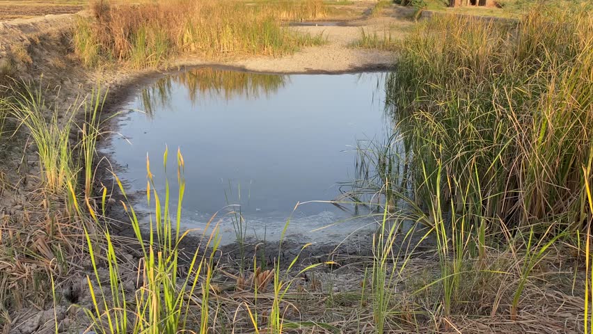 Small rural water pond surrounded by tall grass in natural countryside landscape