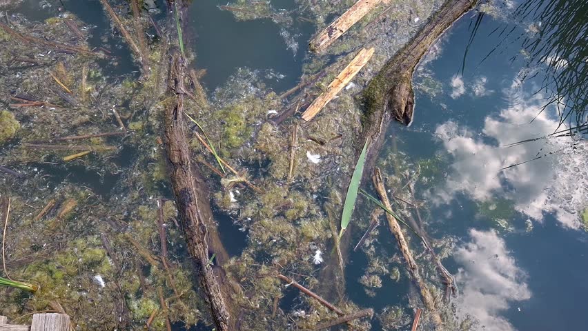Swamp in Martely near the nature trail
