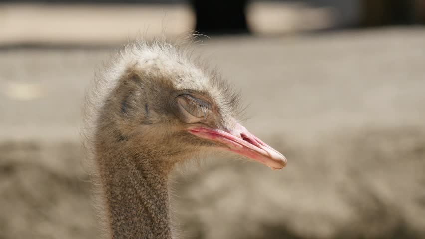 Close-up footage of an ostrich head, showcasing detailed facial features, expressive eyes, and unique feather textures in stunning 4K resolution.