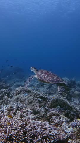 Tracking shot to a juvenile green sea turtle (Chelonia mydas) leisurely swimming along with fishes over dense coral colonies in the deep blue sea. Dauin, Philippines