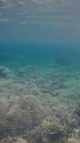 Panning right tracking shot to Bigeye trevally (Caranx sexfasciatus) swimming over dense colony of Turbinaria reniformis and Acropora cervicornis in blue shallow water. Dauin, Philippines