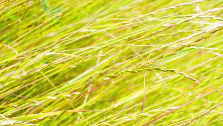 Ears of wheat in a field, yellow-green grass in summer sunlight. Yellow sunny background animation
