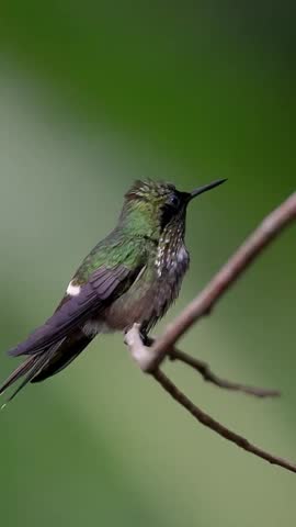Close-up of a Green Hummingbird Perched on a Branch in Nature