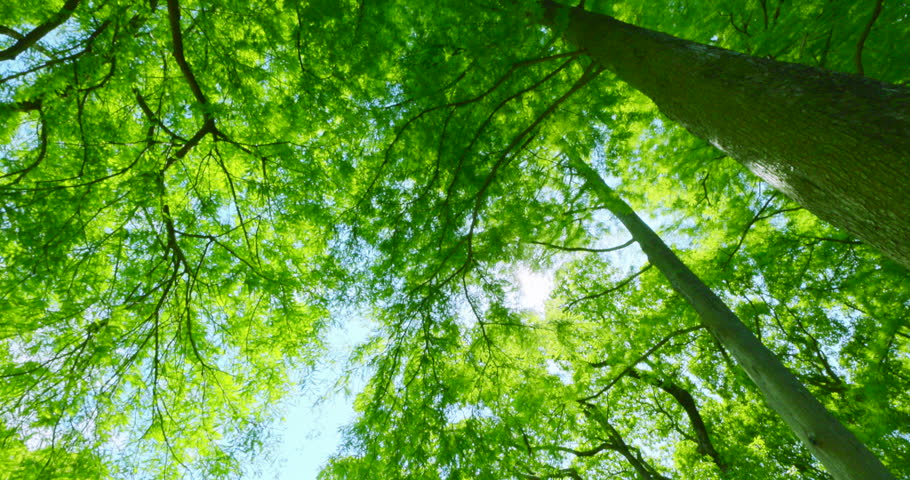 The refreshing blue sky of early summer and the lush green metasequoia trees lining the street.