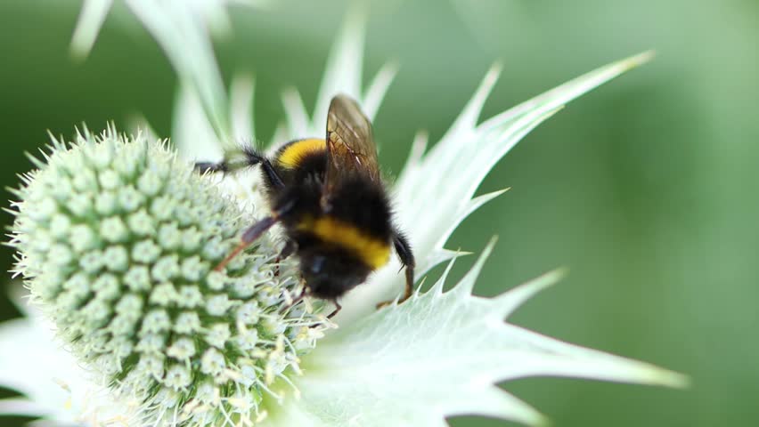Small brown bumblebee on a large white flower, close-up of a common carder bee searching for nectar, bumblebee from above on a white flower, antennae, pollen, Bombus terrestris