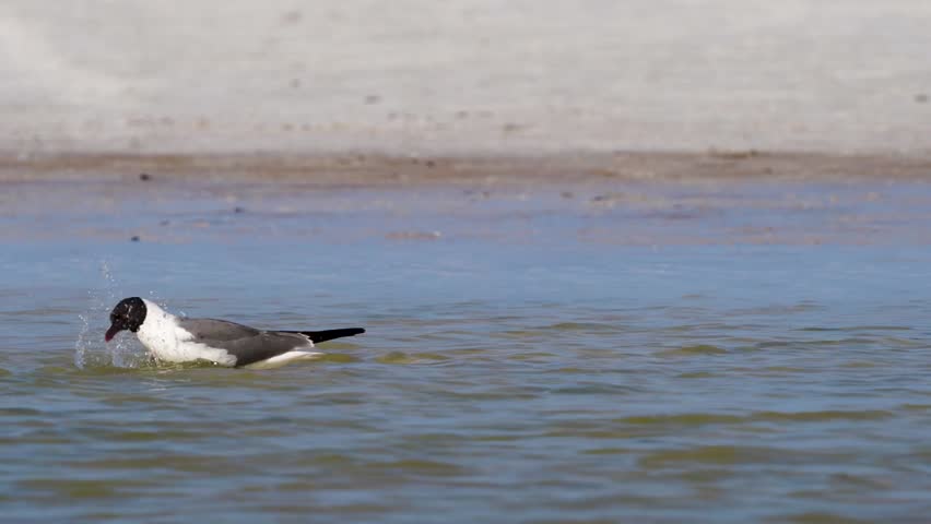 Laughing Gull (Leucophaeus atricilla) in natural coastal habitat captured in stunning 4K resolution wildlife footage.